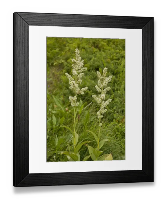 Framed Print : White False Helleborine (Veratrum album) flowering, growing in high pasture, Auvergne, France, August Framed Print : White False Helleborine (Veratrum album) flowering, growing in high pasture, Auvergne, France, August