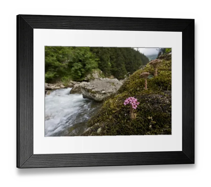 Framed Print : Caucasian Stonecrop (Sedum pilosum) flowering, growing on rocks in riverside habitat, Pontic Mountains, Anatolia Framed Print : Caucasian Stonecrop (Sedum pilosum) flowering, growing on rocks in riverside habitat, Pontic Mountains, Anatolia