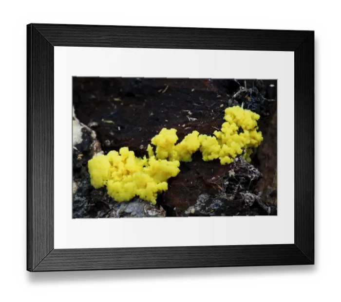 Framed Print : Dogs Vomit Slime-mould (Fuligo septica var. flava) plasmodium stage, growing on rotting wood in woodland Framed Print : Dogs Vomit Slime-mould (Fuligo septica var. flava) plasmodium stage, growing on rotting wood in woodland