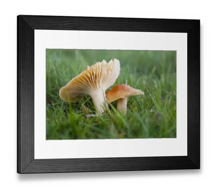 Framed Print : Meadow Waxcap (Hygrocybe pratensis) fruiting bodies, growing in grassland, Powys, Wales, November Framed Print : Meadow Waxcap (Hygrocybe pratensis) fruiting bodies, growing in grassland, Powys, Wales, November
