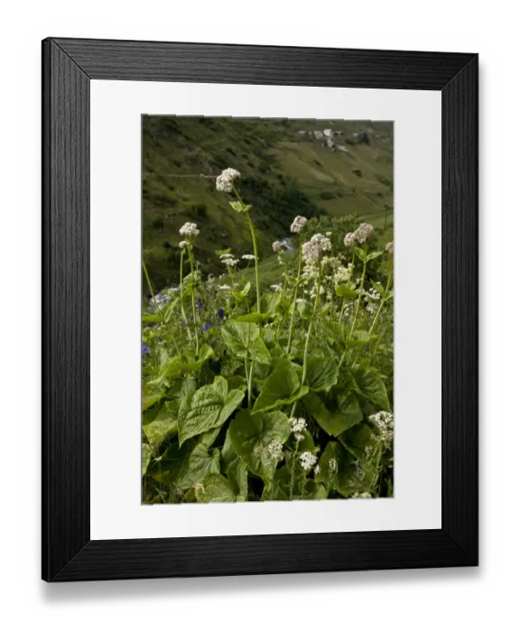 Framed Print : Caucasian Valerian (Valeriana alliarifolia) flowering, growing on high grazing pasture, Anzar Yayla, Pontic Mountains Framed Print : Caucasian Valerian (Valeriana alliarifolia) flowering, growing on high grazing pasture, Anzar Yayla, Pontic Mountains