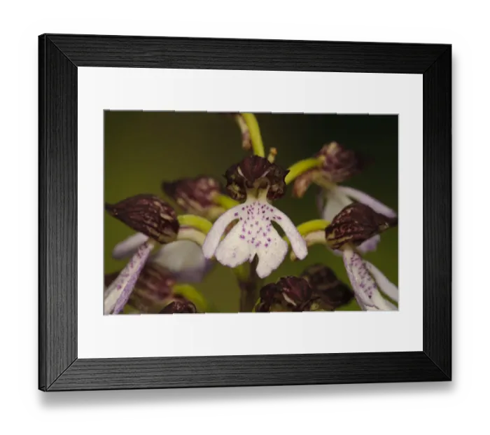 Framed Print : Lady Orchid (Orchis purpurea) close-up of flower, Denge Wood, North Downs, Kent, England, May