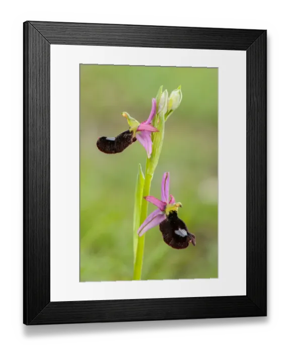 Framed Print : Bertolonis Orchid (Ophrys bertolonii bertolonii) flowering, Genova Province, Liguria, Italy, April Framed Print : Bertolonis Orchid (Ophrys bertolonii bertolonii) flowering, Genova Province, Liguria, Italy, April