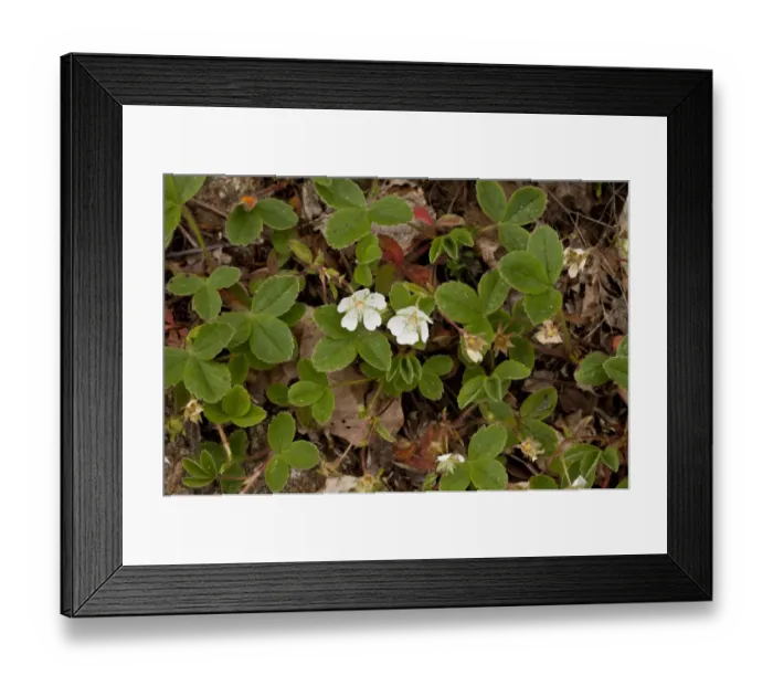 Framed Print : Mountain Cinquefoil (Potentilla montana) flowering, French Pyrenees, France, June Framed Print : Mountain Cinquefoil (Potentilla montana) flowering, French Pyrenees, France, June