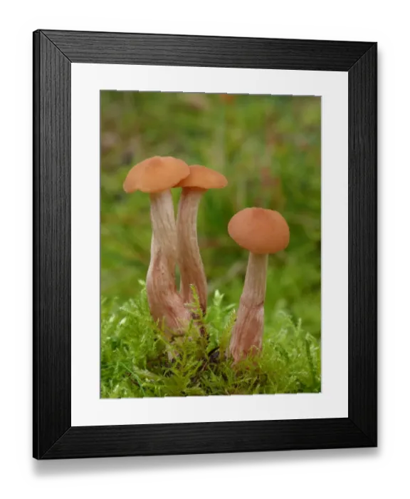 Framed Print : Spindle Shank (Collybia fusipes) fruiting bodies, young stage, growing amongst moss on oak stump, Leicestershire Framed Print : Spindle Shank (Collybia fusipes) fruiting bodies, young stage, growing amongst moss on oak stump, Leicestershire