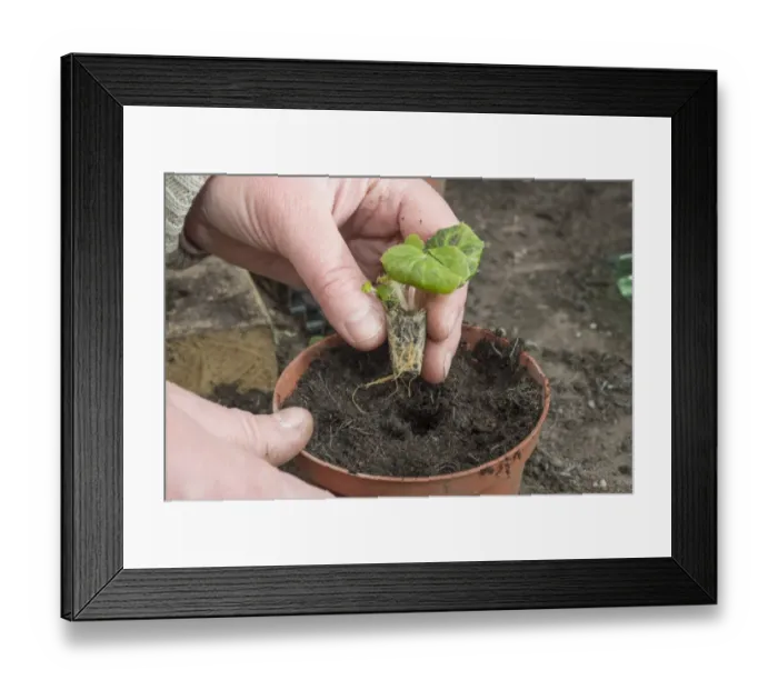Framed Print : Cultivated Begonia (Begonia sp. ) planting plugs in greenhouse, Chipping, Lancashire, England, May