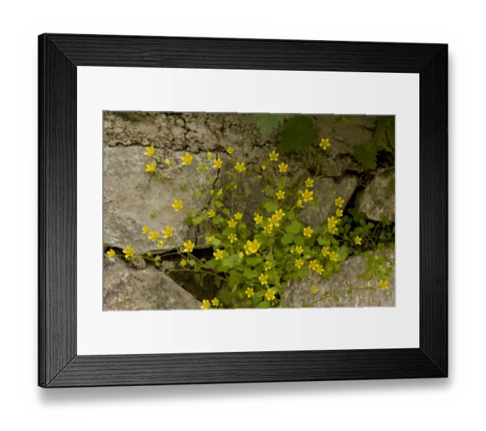 Framed Print : Celandine Saxifrage (Saxifraga cymbalaria) flowering, Pontic Mountains, Anatolia, Turkey, July Framed Print : Celandine Saxifrage (Saxifraga cymbalaria) flowering, Pontic Mountains, Anatolia, Turkey, July