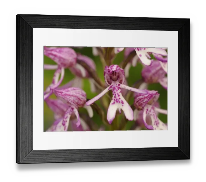 Framed Print : Lady Orchid Orchis purpurea x Monkey Orchid (Orchis simia) hybrid, close-up of flowers, Hartslock, Oxfordshire Framed Print : Lady Orchid Orchis purpurea x Monkey Orchid (Orchis simia) hybrid, close-up of flowers, Hartslock, Oxfordshire