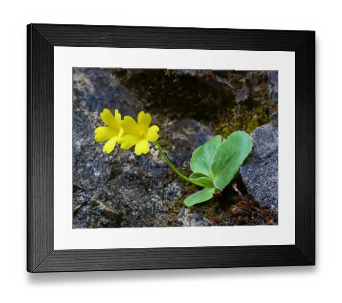 Framed Print : Auricula (Primula auricula) flowering, growing in crevise of limestone, Dolomites, Italian Alps, Italy, June Framed Print : Auricula (Primula auricula) flowering, growing in crevise of limestone, Dolomites, Italian Alps, Italy, June