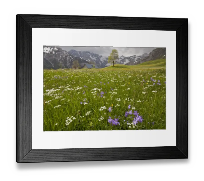 Framed Print : Horned Pansy (Viola cornuta) flowering, growing with mixed wildflowers in hay meadow habitat, Plateau de Saugue Framed Print : Horned Pansy (Viola cornuta) flowering, growing with mixed wildflowers in hay meadow habitat, Plateau de Saugue