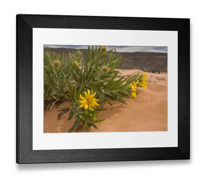 Framed Print : Badlands Mules Ears (Scabrethia scabra ssp. attenuata) flowering, growing on sand dune habitat Framed Print : Badlands Mules Ears (Scabrethia scabra ssp. attenuata) flowering, growing on sand dune habitat
