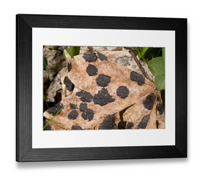 Framed Print : Sycamore Tar Spot (Rhytisma acerinum) lesions on Sycamore (Acer pseudoplatanus) leaf, French Pyrenees, France, June
