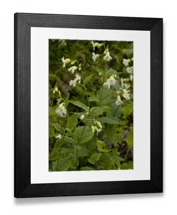 Framed Print : Fringed Campion (Silene multifida) flowering, Pontic Mountains, Anatolia, Turkey, July Framed Print : Fringed Campion (Silene multifida) flowering, Pontic Mountains, Anatolia, Turkey, July