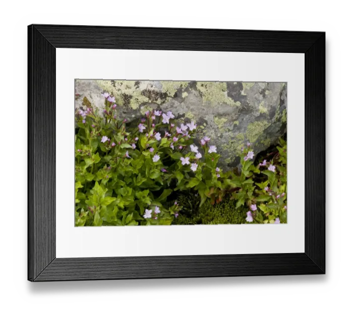 Framed Print : Pontic Willowherb (Epilobium ponticum) flowering, growing in stream (at 2500m), Pontic Mountains, Anatolia, Turkey Framed Print : Pontic Willowherb (Epilobium ponticum) flowering, growing in stream (at 2500m), Pontic Mountains, Anatolia, Turkey