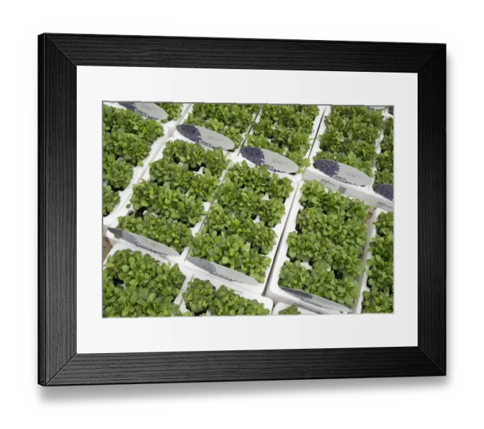 Framed Print : Cultivated Lobelia (Lobelia erinus) Border Dark Blue, trays of plants in garden centre, Norfolk, England, April Framed Print : Cultivated Lobelia (Lobelia erinus) Border Dark Blue, trays of plants in garden centre, Norfolk, England, April
