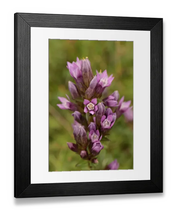 Framed Print : Chiltern Gentian (Gentianella germanica) flowering, Aston Rowant, Chiltern Hills, Oxfordshire, England, September Framed Print : Chiltern Gentian (Gentianella germanica) flowering, Aston Rowant, Chiltern Hills, Oxfordshire, England, September