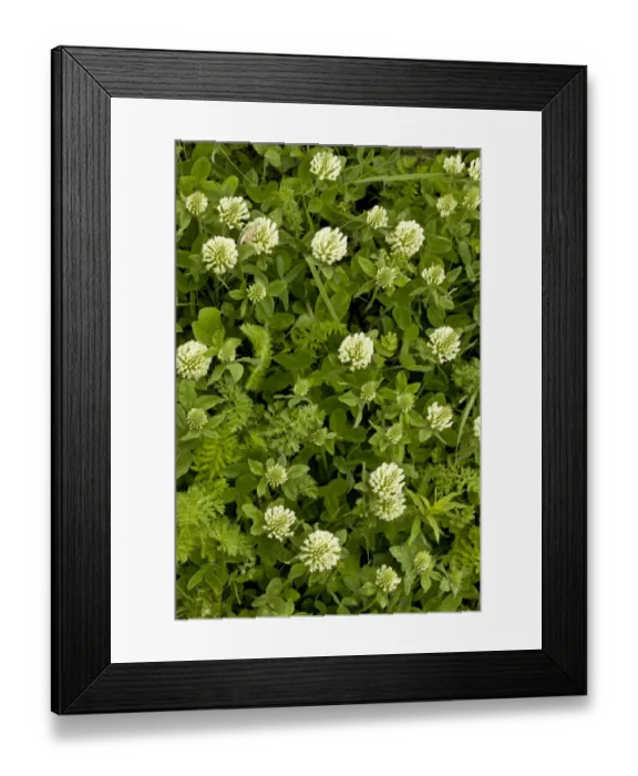 Framed Print : Panonnic Clover (Trifolium panonnicum) flowering, Pontic Mountains, Anatolia, Turkey, July Framed Print : Panonnic Clover (Trifolium panonnicum) flowering, Pontic Mountains, Anatolia, Turkey, July