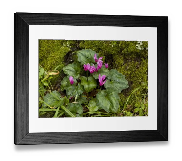 Framed Print : Repand Cyclamen (Cyclamen repandum ssp. repandum) flowering, growing in woodland, Sardinia, Italy, April Framed Print : Repand Cyclamen (Cyclamen repandum ssp. repandum) flowering, growing in woodland, Sardinia, Italy, April