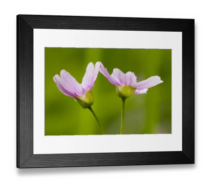 Framed Print : Pink Purslane (Claytonia sibirica) introduced species, close-up of flowers, Powys, Wales, May Framed Print : Pink Purslane (Claytonia sibirica) introduced species, close-up of flowers, Powys, Wales, May
