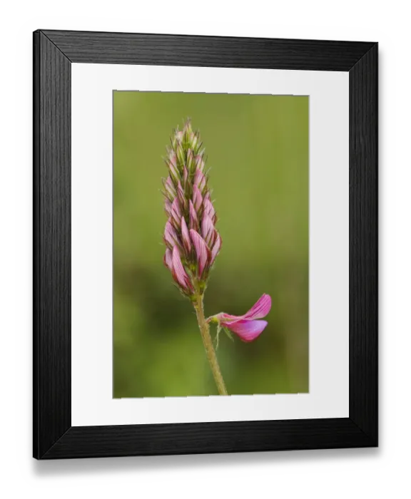 Framed Print : Sainfoin (Onobrychis viciifolia) close-up of flowerspike, Ivinghoe Beacon, Chiltern Hills, Buckinghamshire, England Framed Print : Sainfoin (Onobrychis viciifolia) close-up of flowerspike, Ivinghoe Beacon, Chiltern Hills, Buckinghamshire, England