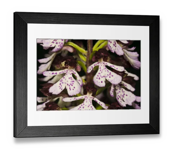 Framed Print : Lady Orchid (Orchis purpurea) close-up of flowers, Denge Wood, North Downs, Kent, England, May Framed Print : Lady Orchid (Orchis purpurea) close-up of flowers, Denge Wood, North Downs, Kent, England, May