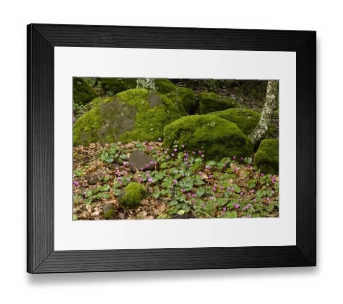 Framed Print : Repand Cyclamen (Cyclamen repandum) flowering mass, growing in rocky woodland on basalt plateau, Giara di Gesturi