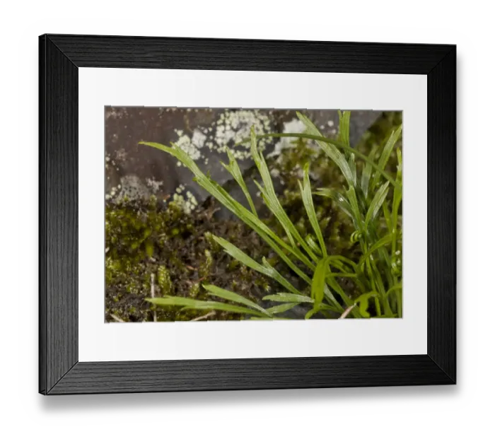 Framed Print : Forked Spleenwort (Asplenium septentrionale) leaves, growing on acid rock, Spanish Pyrenees, Spain, June Framed Print : Forked Spleenwort (Asplenium septentrionale) leaves, growing on acid rock, Spanish Pyrenees, Spain, June