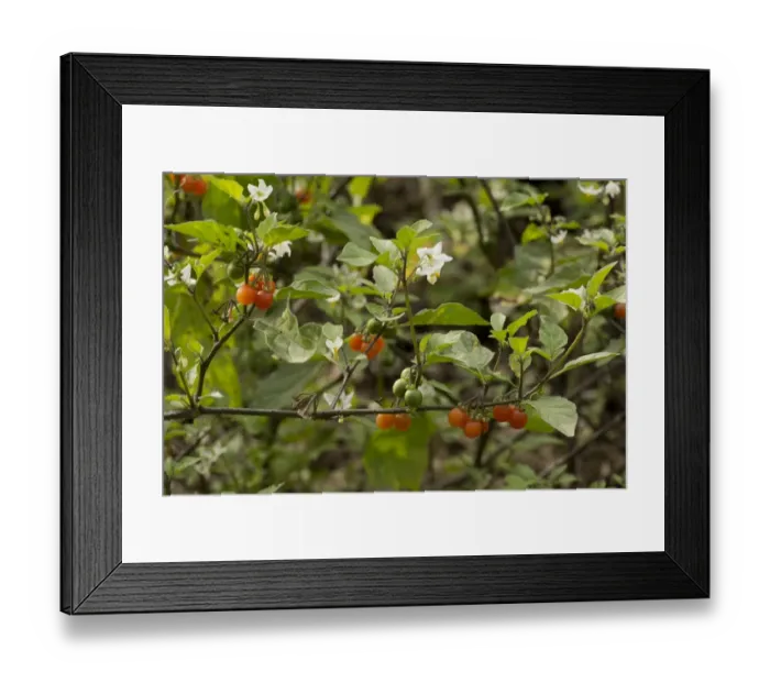 Framed Print : Hairy Nightshade (Solanum villosum) flowering and in fruit, France, October Framed Print : Hairy Nightshade (Solanum villosum) flowering and in fruit, France, October