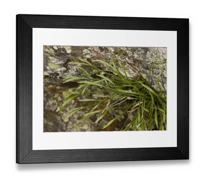 Framed Print : Forked Spleenwort (Asplenium septentrionale) leaves, growing on acid rock, Spanish Pyrenees, Spain, June Framed Print : Forked Spleenwort (Asplenium septentrionale) leaves, growing on acid rock, Spanish Pyrenees, Spain, June