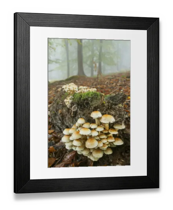 Framed Print : Sulphur Tuft Fungi (Hypholoma fasciculare) fruiting bodies, cluster growing on log in misty beechwood, Kings Wood