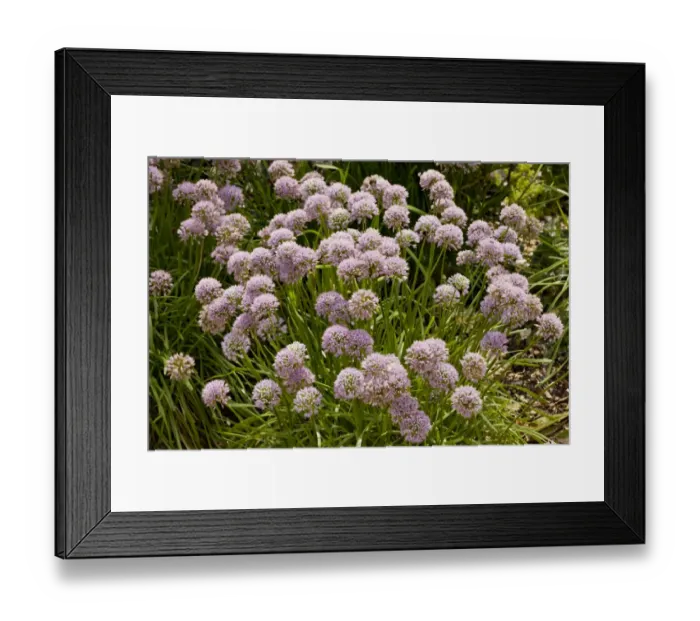 Framed Print : Mouse Garlic (Allium angulosum) flowering, growing in garden, Dorset, England, July
