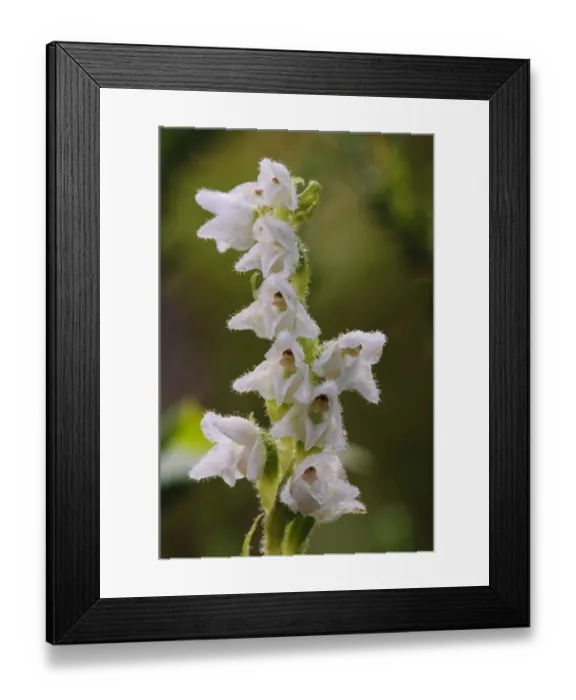 Framed Print : Creeping Ladys Tresses (Goodyera repens) close-up of flowerspike, Loch Garten RSPB Reserve, Abernethy Forest