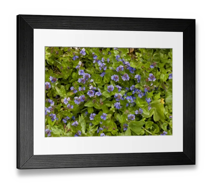 Framed Print : Wetland Speedwell (Veronica oxycarpa) flowering, Kaskar Mountains, Pontic Mountains, Anatolia, Turkey, July Framed Print : Wetland Speedwell (Veronica oxycarpa) flowering, Kaskar Mountains, Pontic Mountains, Anatolia, Turkey, July