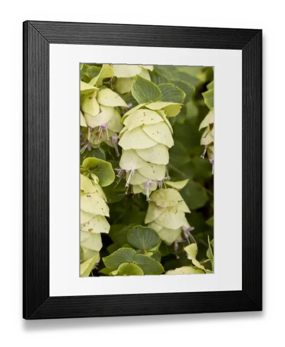 Framed Print : Wild Marjoram (Origanum munzurense) close-up of flowers, Anatolia, Turkey, July Framed Print : Wild Marjoram (Origanum munzurense) close-up of flowers, Anatolia, Turkey, July