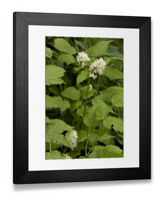 Framed Print : Eurasian Baneberry (Actaea spicata) flowering, Spanish Pyrenees, Spain, June Framed Print : Eurasian Baneberry (Actaea spicata) flowering, Spanish Pyrenees, Spain, June