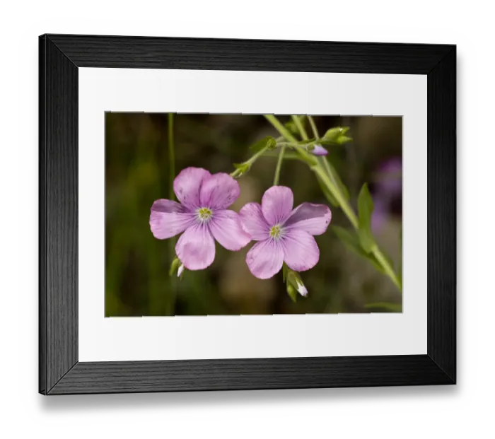 Framed Print : Sticky Flax (Linum viscosum) close-up of flowers, Spanish Pyrenees, Spain, June Framed Print : Sticky Flax (Linum viscosum) close-up of flowers, Spanish Pyrenees, Spain, June