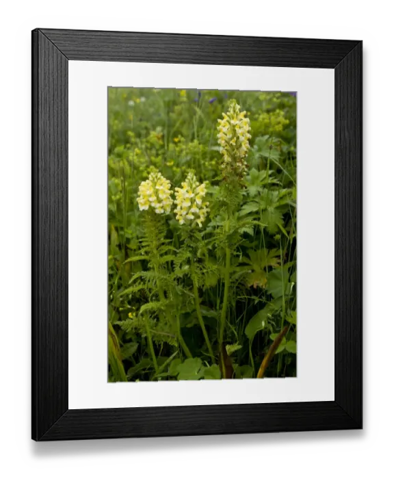 Framed Print : Yellow Lousewort (Pedicularis condensata) flowering, Pontic Mountains, Anatolia, Turkey, July Framed Print : Yellow Lousewort (Pedicularis condensata) flowering, Pontic Mountains, Anatolia, Turkey, July