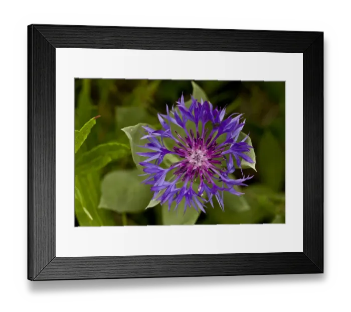 Framed Print : Blue Perennial Cornflower (Centaurea nigrifimbriata) close-up of flower, Pontic Mountains, Anatolia, Turkey, July Framed Print : Blue Perennial Cornflower (Centaurea nigrifimbriata) close-up of flower, Pontic Mountains, Anatolia, Turkey, July