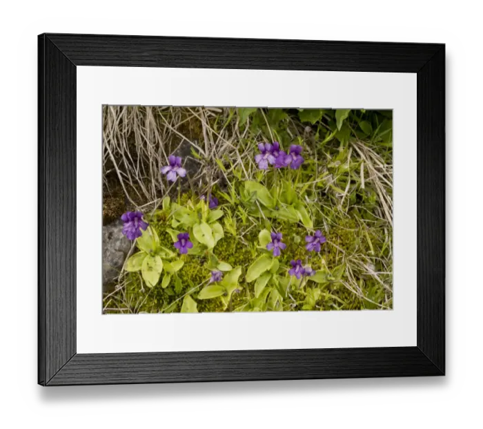 Framed Print : Large-flowered Butterwort (Pinguicula grandiflora) flowering, French Pyrenees, France, June Framed Print : Large-flowered Butterwort (Pinguicula grandiflora) flowering, French Pyrenees, France, June