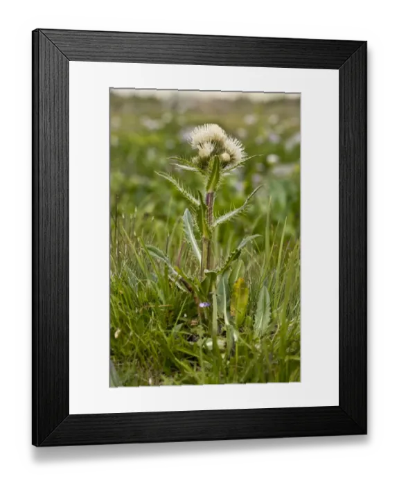 Framed Print : Alpine Thistle (Cirsium simplex) flowering (at 2500m), Pontic Mountains, Anatolia, Turkey, July Framed Print : Alpine Thistle (Cirsium simplex) flowering (at 2500m), Pontic Mountains, Anatolia, Turkey, July