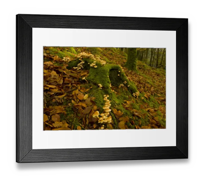 Framed Print : Sulphur Tuft Fungi (Hypholoma fasciculare) fruiting bodies, mass growing on moss covered on beech stump in woodland Framed Print : Sulphur Tuft Fungi (Hypholoma fasciculare) fruiting bodies, mass growing on moss covered on beech stump in woodland