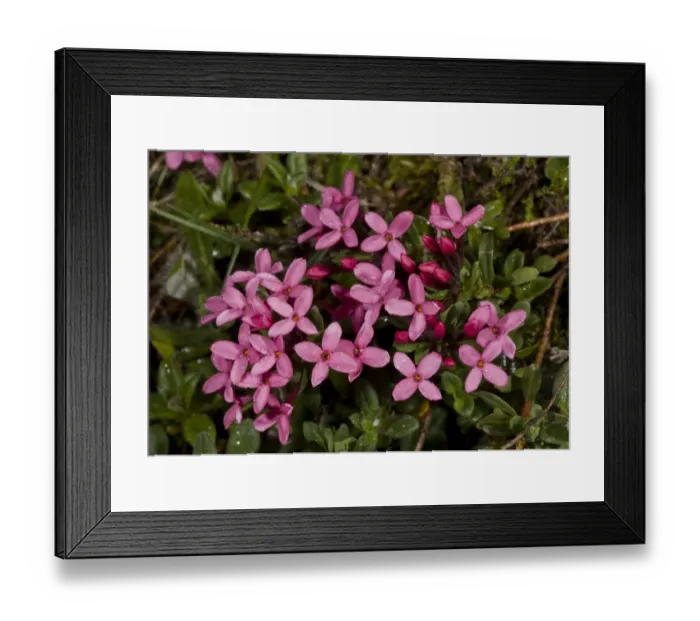 Framed Print : Rose Daphne (Daphne cneorum) flowering, Spanish Pyrenees, Spain, June