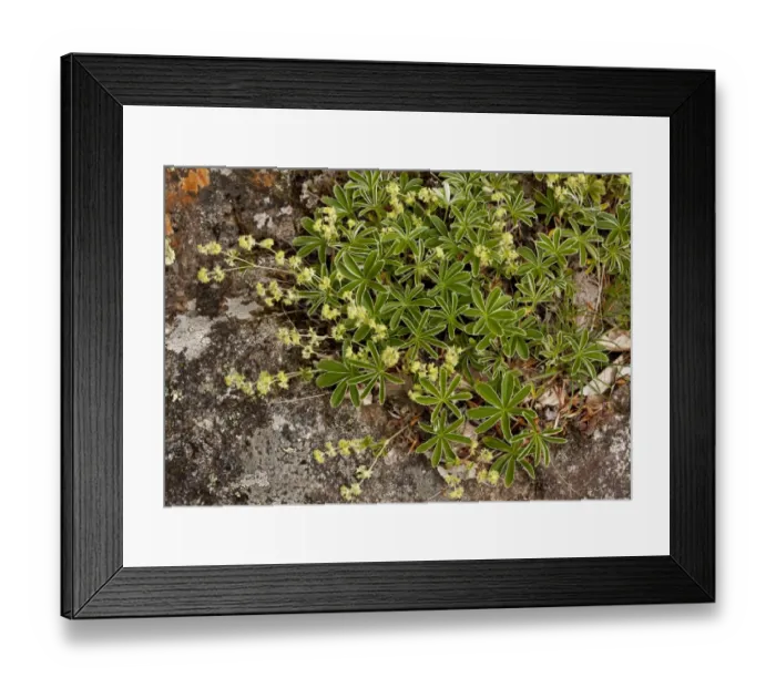 Framed Print : Silvery Lady s-mantle (Alchemilla plicatula) flowering, French Pyrenees, France, June Framed Print : Silvery Lady s-mantle (Alchemilla plicatula) flowering, French Pyrenees, France, June