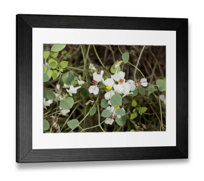 Framed Print : Zapatitos de la Virgen (Sarcocapnos enneaphylla) flowering, growing on limestone cliff, Spanish Pyrenees, Spain, June Framed Print : Zapatitos de la Virgen (Sarcocapnos enneaphylla) flowering, growing on limestone cliff, Spanish Pyrenees, Spain, June
