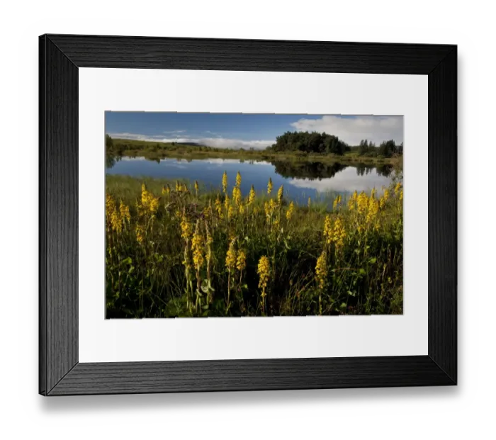 Framed Print : Siberian Ligularia (Ligularia sibirica) flowering mass, growing in marshland habitat at edge of lake, Lac de Bourdouze Framed Print : Siberian Ligularia (Ligularia sibirica) flowering mass, growing in marshland habitat at edge of lake, Lac de Bourdouze