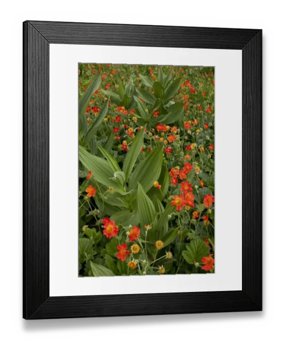 Framed Print : Scarlet Avens (Geum coccineum) flowering mass, growing in field with White False Helleborine (Veratrum album) Framed Print : Scarlet Avens (Geum coccineum) flowering mass, growing in field with White False Helleborine (Veratrum album)