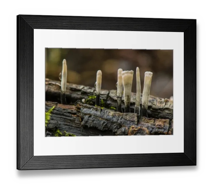 Framed Print : Candle-snuff Fungus (Xylaria hypoxylon) fruiting bodies, Antola Regional Park, Genova Province, Liguria, Italy, October Framed Print : Candle-snuff Fungus (Xylaria hypoxylon) fruiting bodies, Antola Regional Park, Genova Province, Liguria, Italy, October