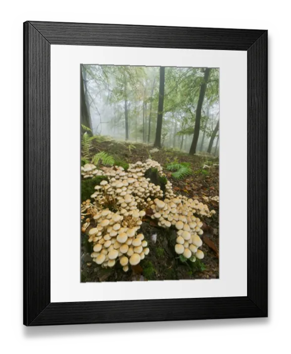 Framed Print : Sulphur Tuft Fungi (Hypholoma fasciculare) fruiting bodies, cluster growing in misty beechwood habitat, Kings Wood Framed Print : Sulphur Tuft Fungi (Hypholoma fasciculare) fruiting bodies, cluster growing in misty beechwood habitat, Kings Wood