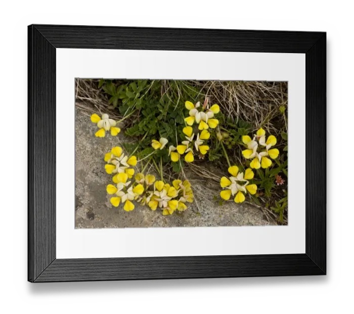 Framed Print : Yellow Crown-vetch (Coronilla orientalis) flowering (at 2700m), Ovit Pass, Pontic Mountains, Anatolia, Turkey, July Framed Print : Yellow Crown-vetch (Coronilla orientalis) flowering (at 2700m), Ovit Pass, Pontic Mountains, Anatolia, Turkey, July
