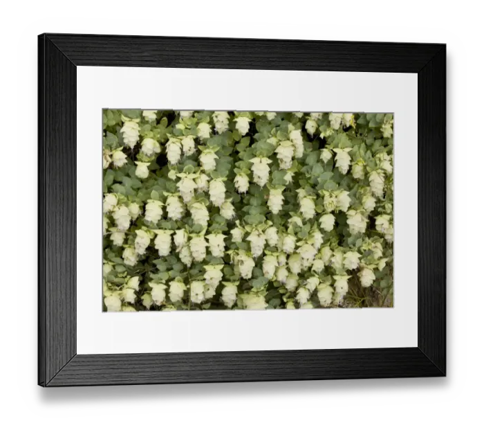Framed Print : Wild Marjoram (Origanum munzurense) flowering, Anatolia, Turkey, July Framed Print : Wild Marjoram (Origanum munzurense) flowering, Anatolia, Turkey, July
